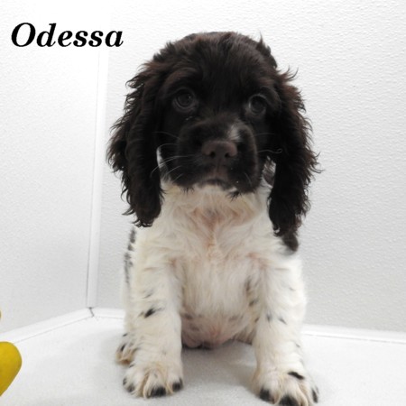 puppy, for, sale, Cocker Spaniel, Joe & Cherri  Overlease, dog, breeder, Miller, MO, dog-breeder, puppy-for-sale, forsale, nearby, find, puppyfind, locator, puppylocator, aca